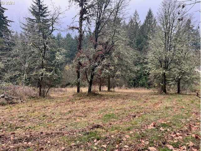 Northwest Plainview Road Portland, OR 97231 - Photo 27 of 37 a view of dirt yard with a tree