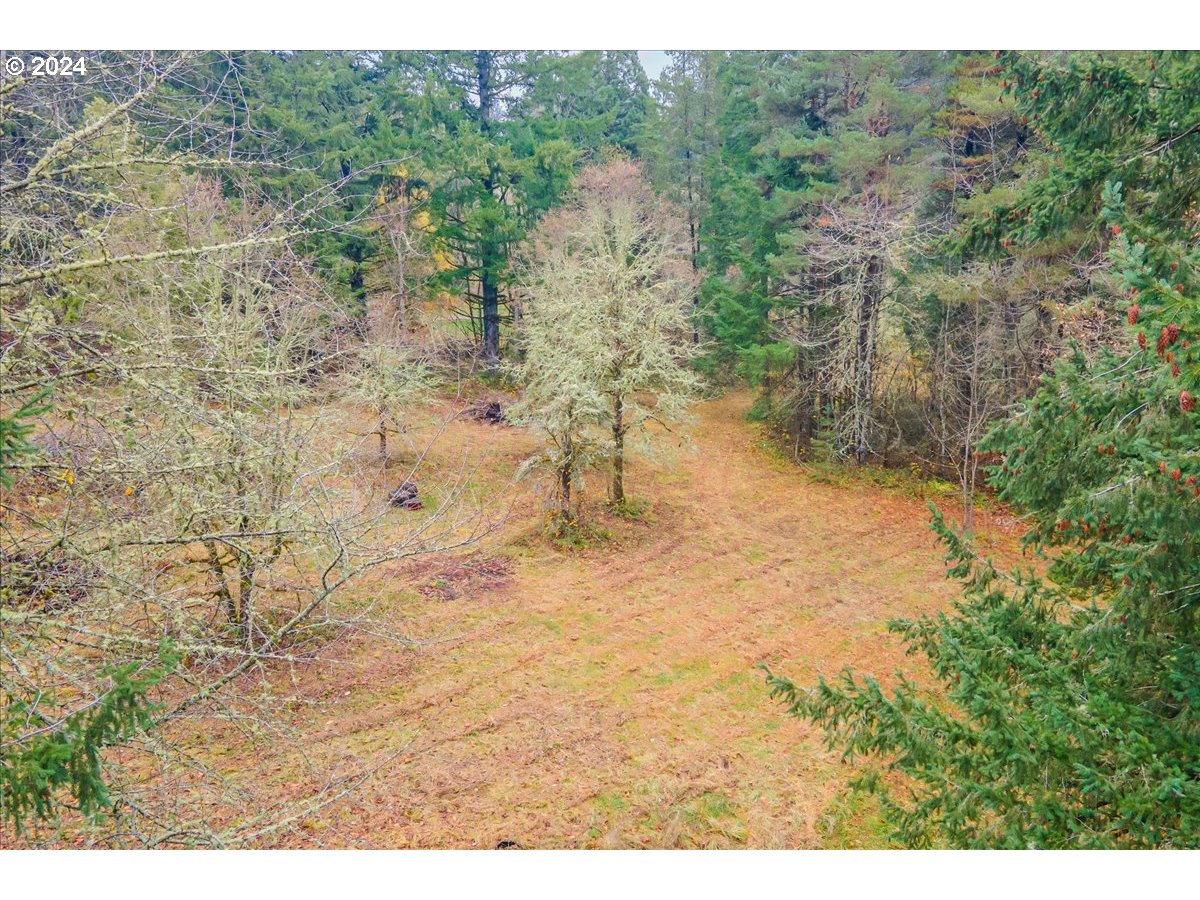 Northwest Plainview Road Portland, OR 97231 - Photo 5 of 37 a view of a yard with a tree