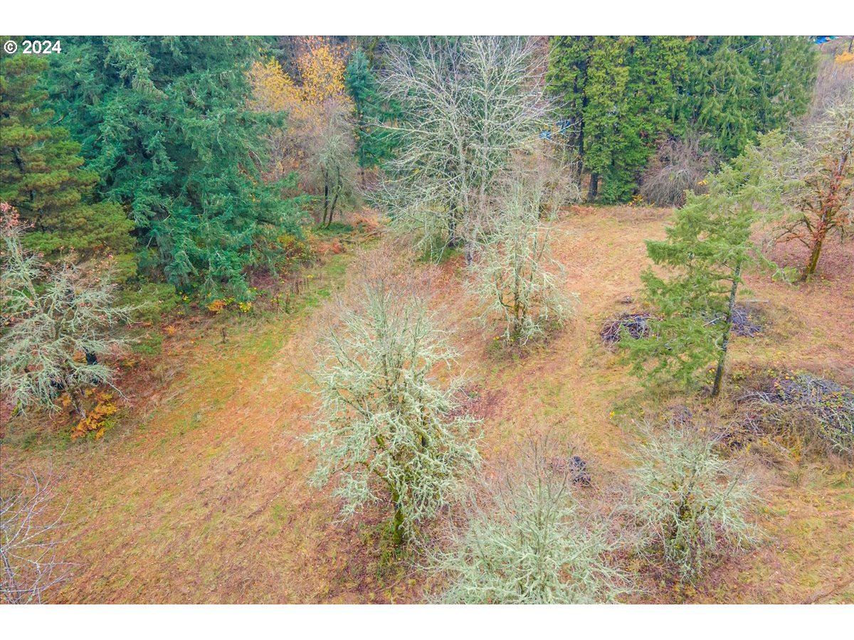 Northwest Plainview Road Portland, OR 97231 - Photo 7 of 37 a view of a yard with a tree