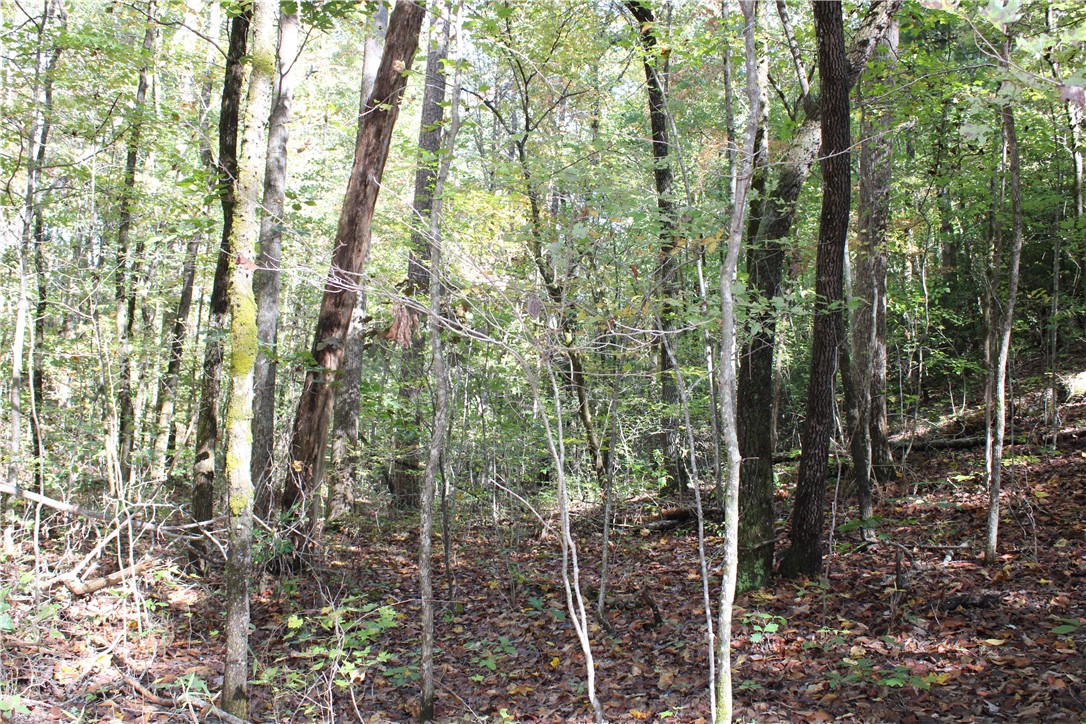 0 Busch Creek Road Walhalla, SC 29691 - Photo 8 of 11 Gallery Image 8