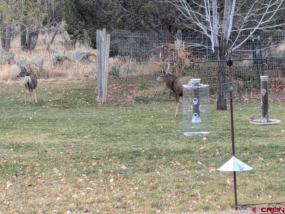 23360 Rd T Dolores, CO 81323 - Photo 42 of 45 a view of a yard with a tree