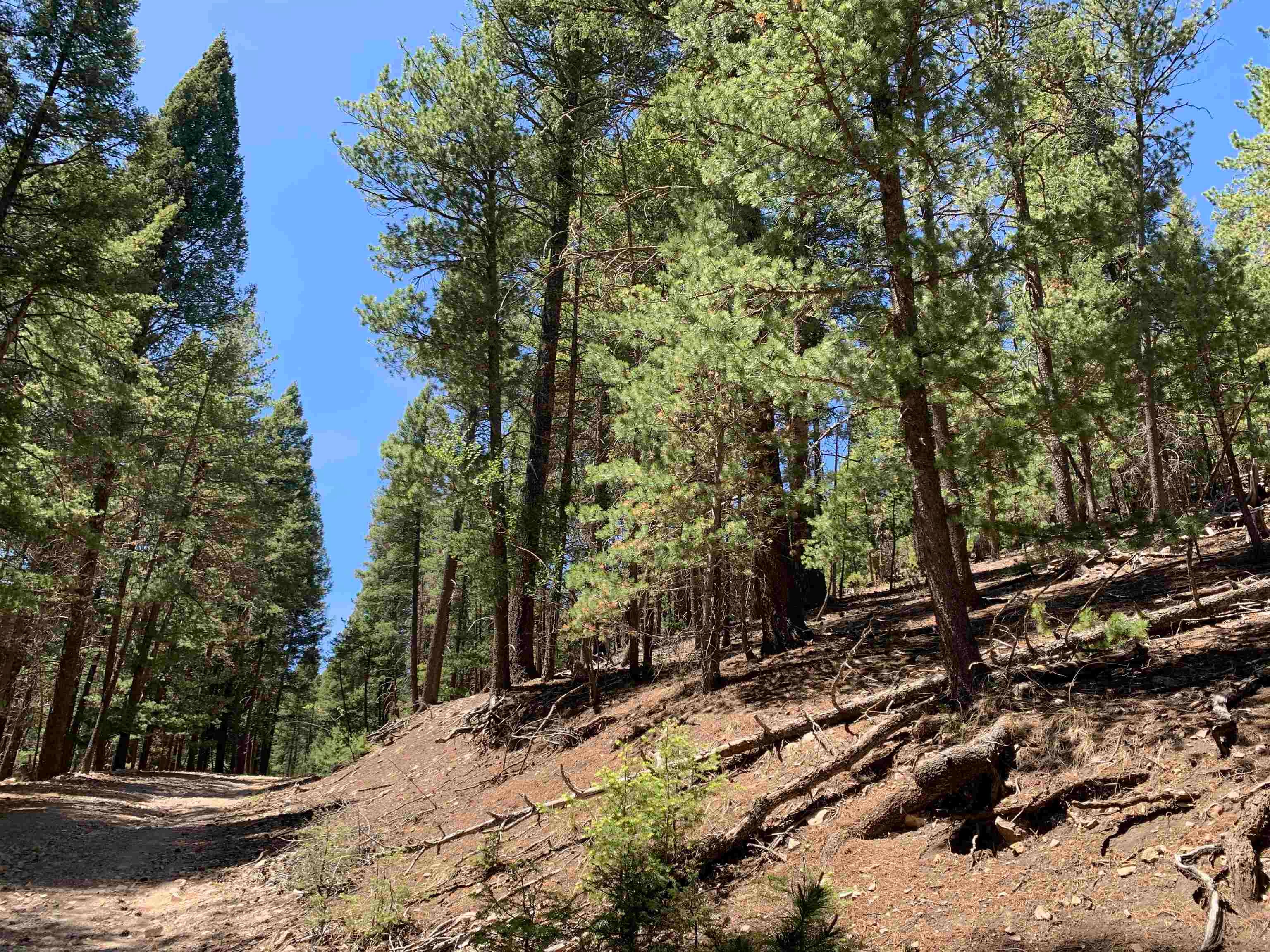 79 Lodge Spring Road Cloudcroft, NM 88317 - Photo 10 of 17 Gallery Image 10