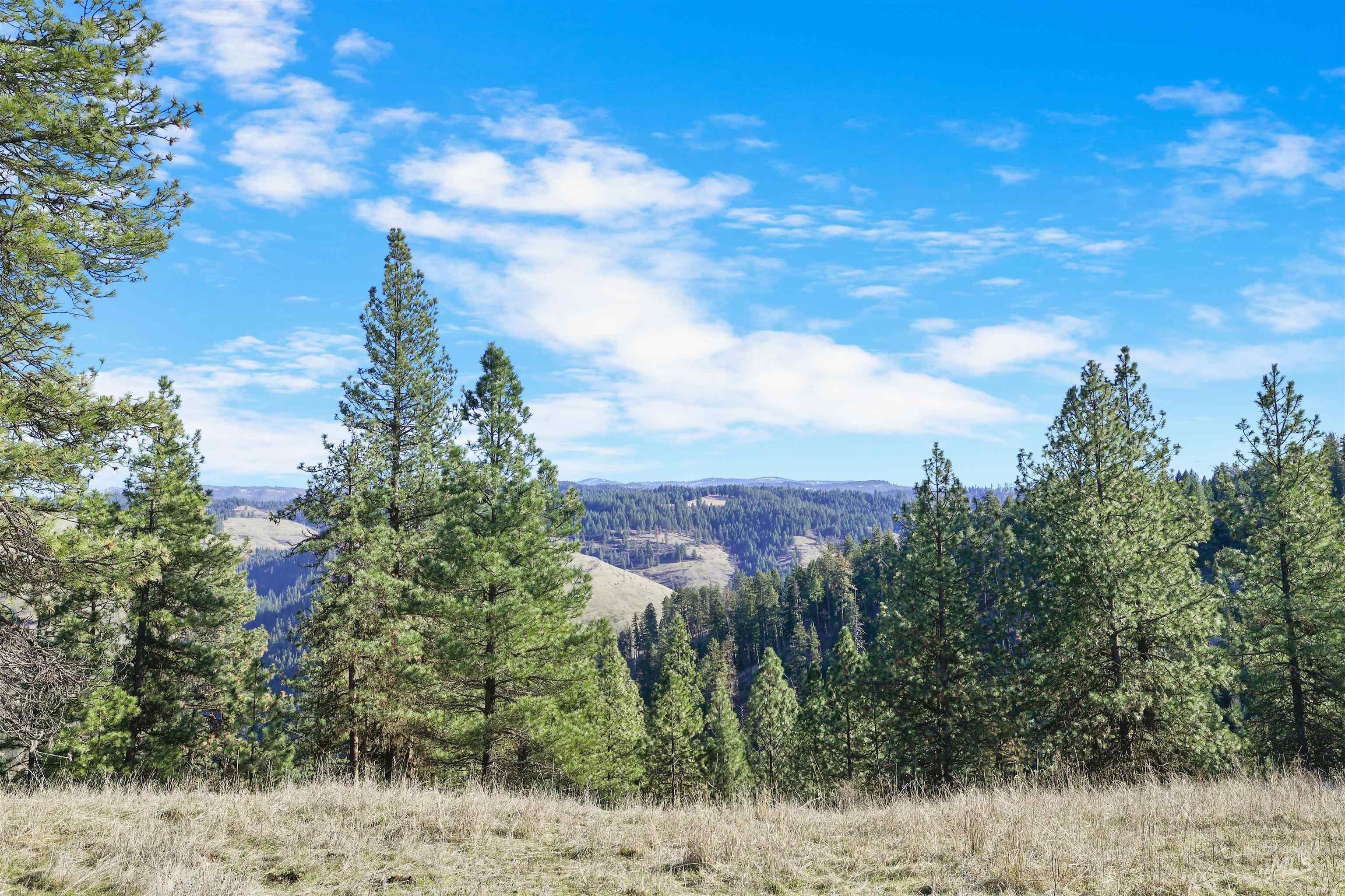 216 Ulmer Road Kooskia, ID 83539 - Photo 13 of 48 Mountain view featuring a forest