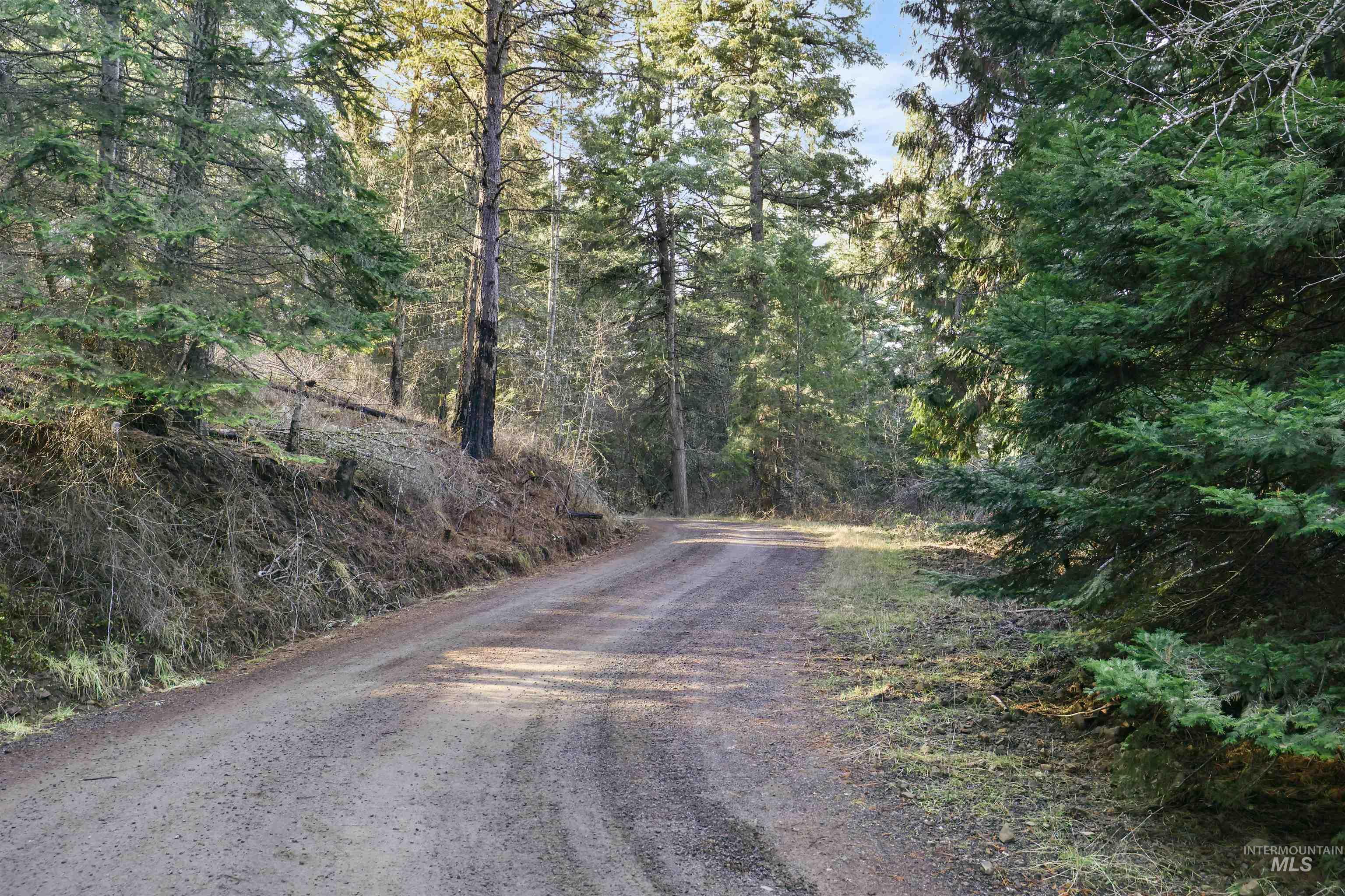 216 Ulmer Road Kooskia, ID 83539 - Photo 14 of 48 View of dirt / gravel road with a wooded view