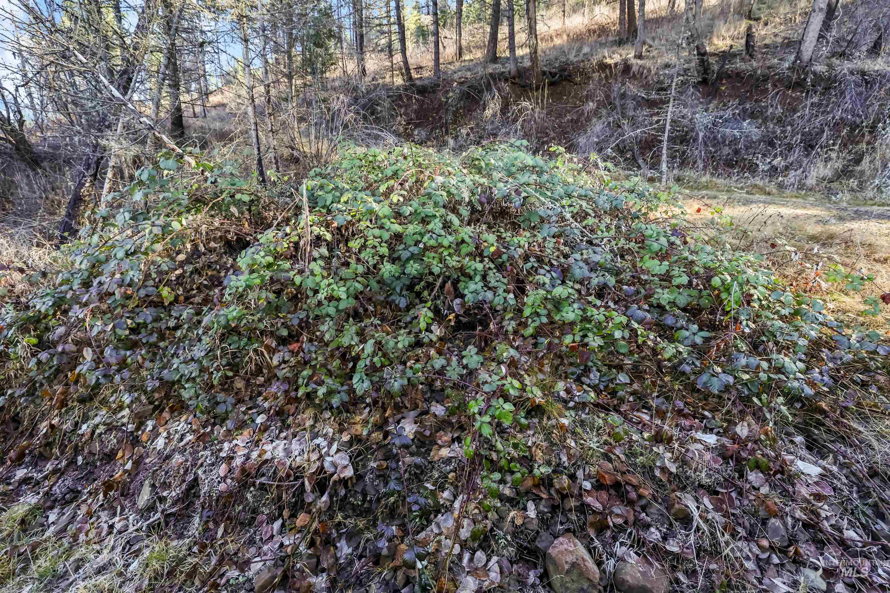 216 Ulmer Road Kooskia, ID 83539 - Photo 45 of 48 View of undeveloped land