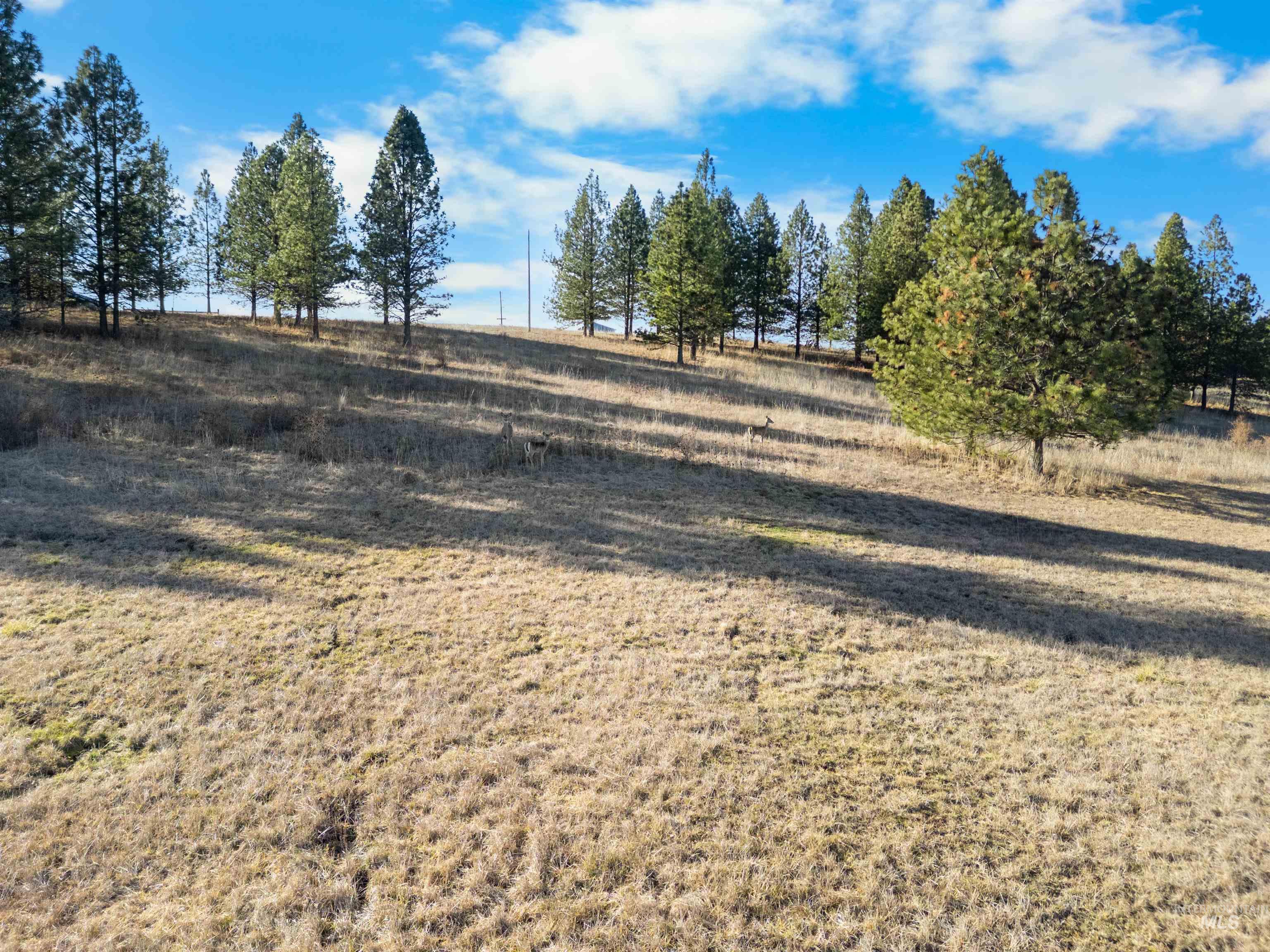 216 Ulmer Road Kooskia, ID 83539 - Photo 48 of 49 View of yard featuring a view of countryside