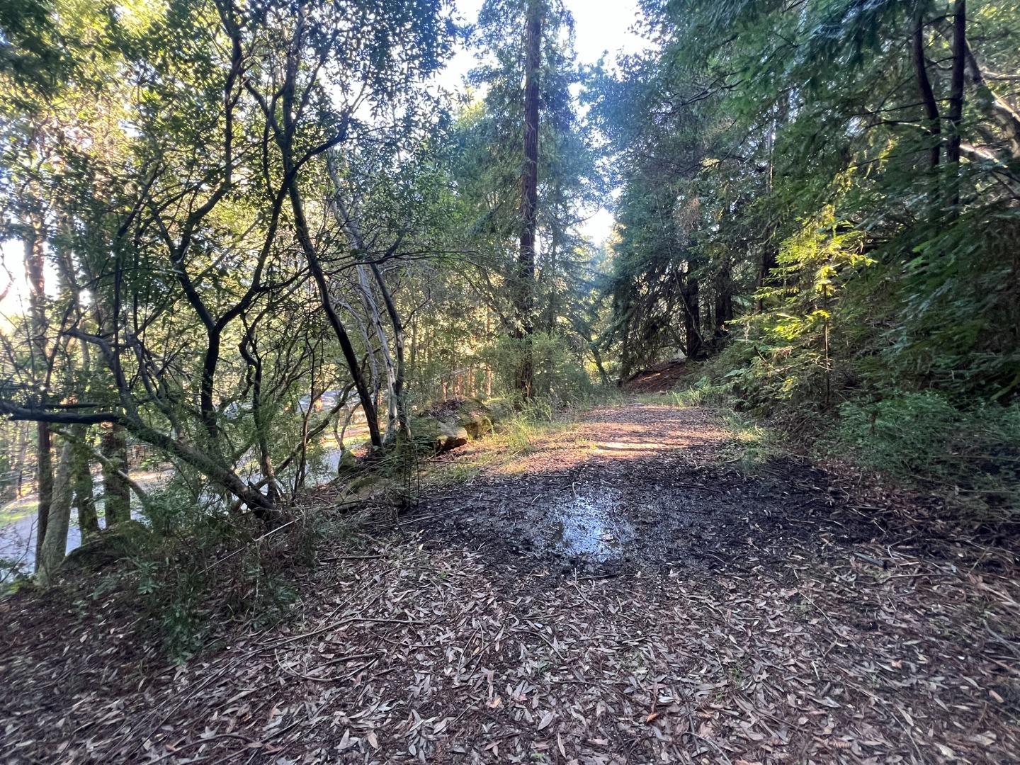 a view of backyard with green space