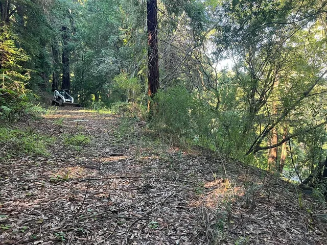 a view of a forest with trees in the background