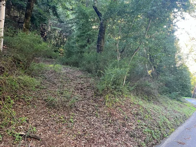 a view of a forest filled with trees