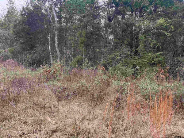 a view of a dry yard with trees