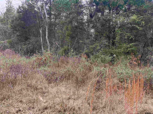 a view of a dry yard with trees