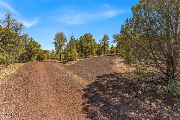a view of dirt yard with a tree