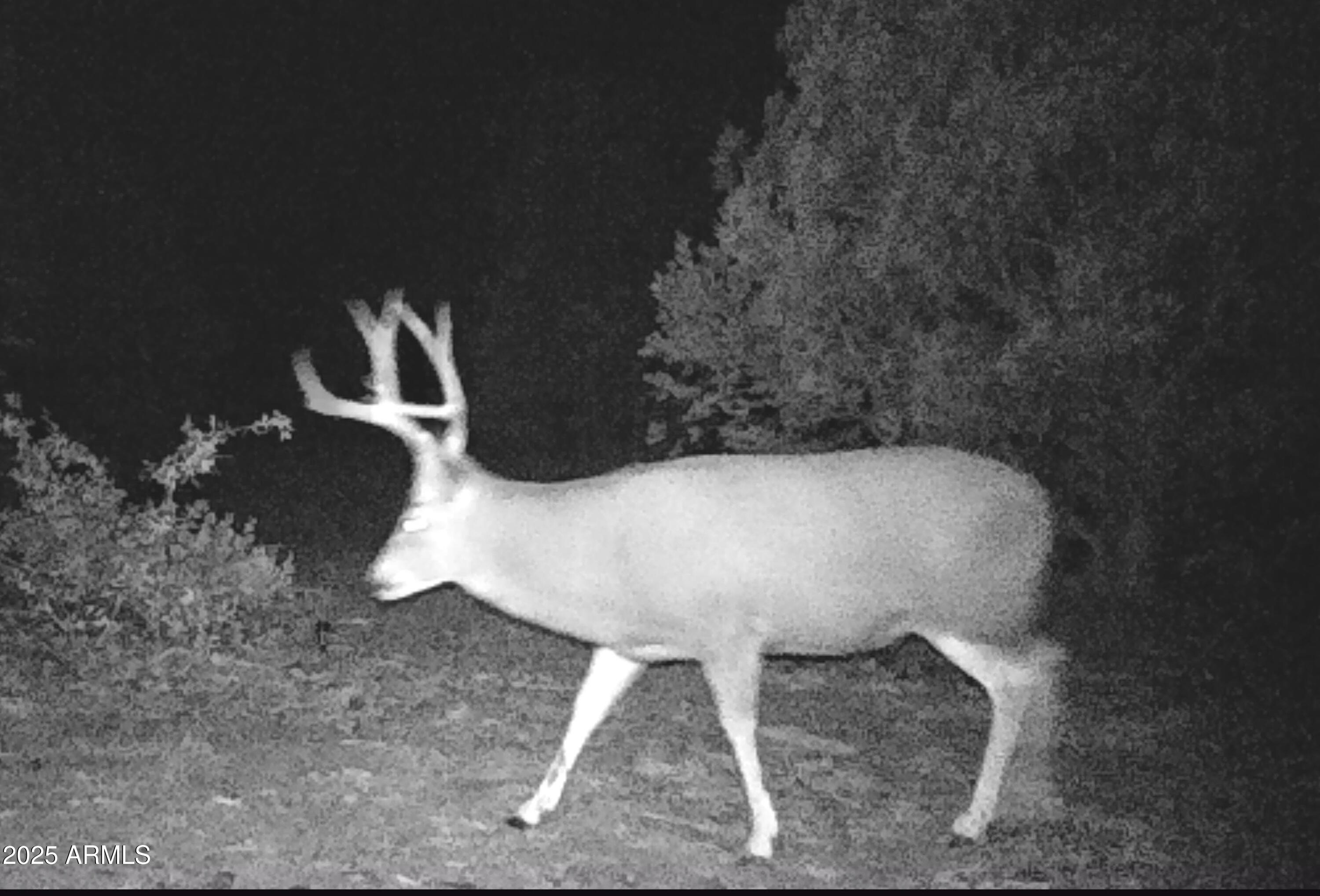 1853 Woolford Road Show Low, AZ 85901 - Photo 29 of 29