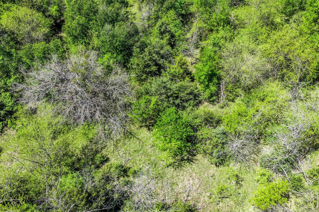 0 Fm 1497 Paris, TX 75462 - Photo 22 of 29 a view of a lush green forest