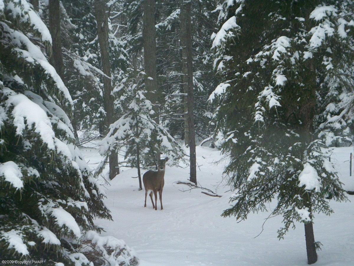 28-7 Crestview Road Blakeslee, PA 18610 - Photo 1 of 1 Enjoy the Wildlife