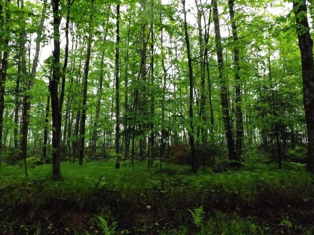 On Military Road, Unit LOT 3 Eagle River, WI 54521 - Photo 1 of 3 Gallery Image 1