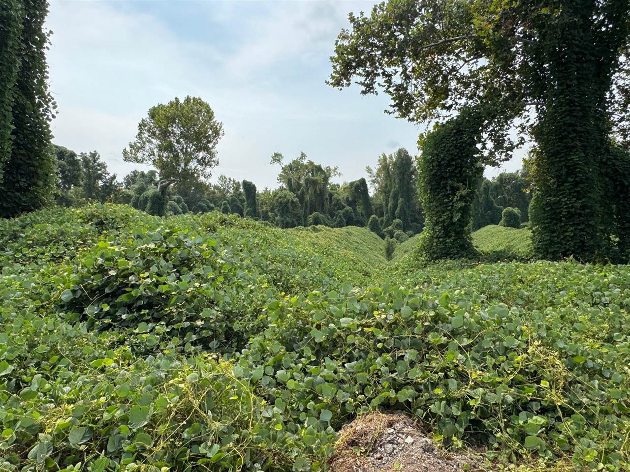 0 Carter Ferry Road Centertown, KY 42328 - Photo 17 of 23 Gallery Image 17