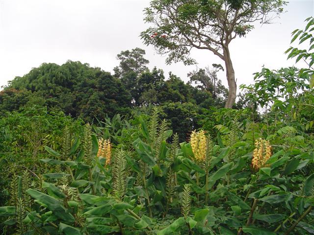 a view of a lush green forest