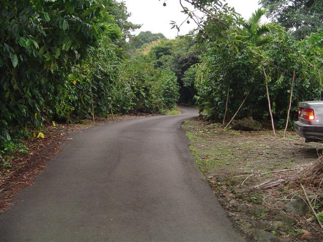 81-1075-d Capt Cook Rd B Road Captain Cook, HI 96704 - Photo 11 of 13 a view of a backyard with large trees