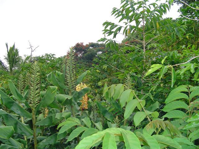 81-1075-d Capt Cook Rd B Road Captain Cook, HI 96704 - Photo 2 of 13 a backyard of a house with lots of green space