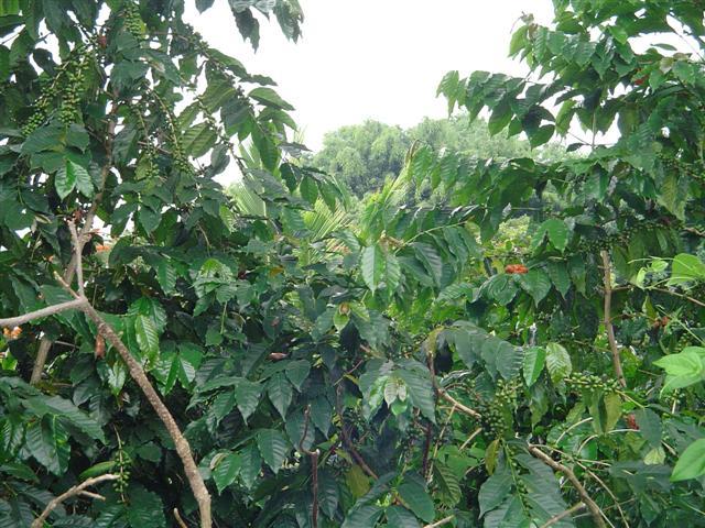 81-1075-d Capt Cook Rd B Road Captain Cook, HI 96704 - Photo 3 of 13 a view of a tree