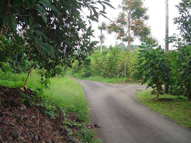 81-1075-d Capt Cook Rd B Road Captain Cook, HI 96704 - Photo 4 of 13 a view of a street with a tree