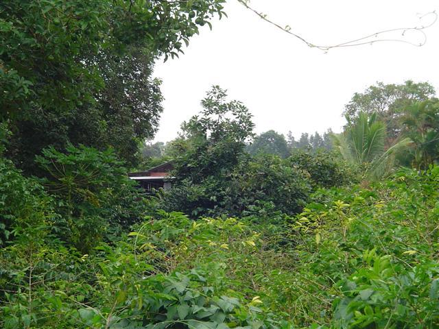 81-1075-d Capt Cook Rd B Road Captain Cook, HI 96704 - Photo 6 of 13 a view of a yard