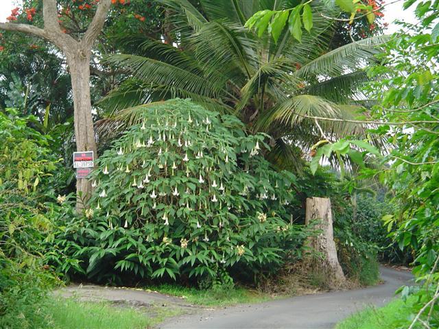 81-1075-d Capt Cook Rd B Road Captain Cook, HI 96704 - Photo 7 of 13 a view of a garden