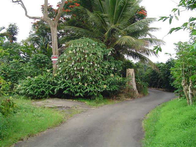 81-1075-d Capt Cook Rd B Road Captain Cook, HI 96704 - Photo 8 of 13 a view of a yard with plants and large trees