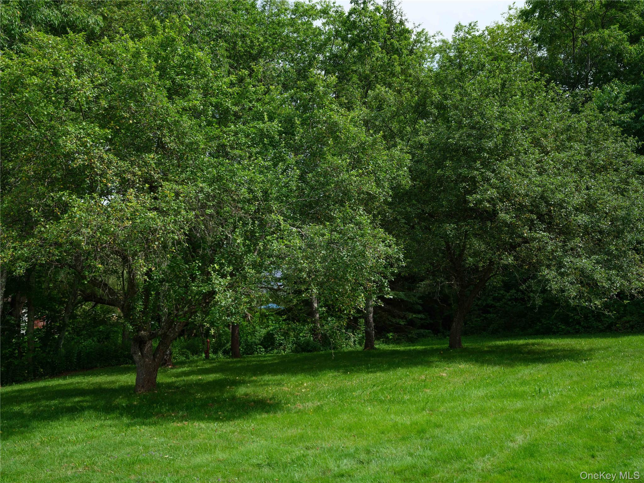 260 Gladstone Hollow Road Andes, NY 13731 - Photo 33 of 39 a view of a grassy field with trees