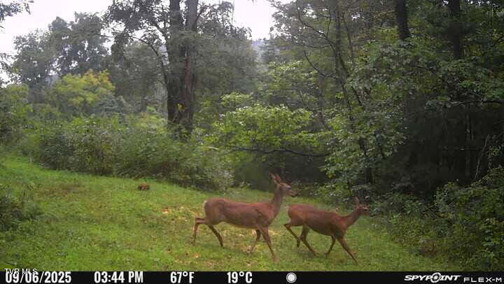2335 Wattenbarger Gap Road Greeneville, TN 37745 - Photo 102 of 103 Deer1