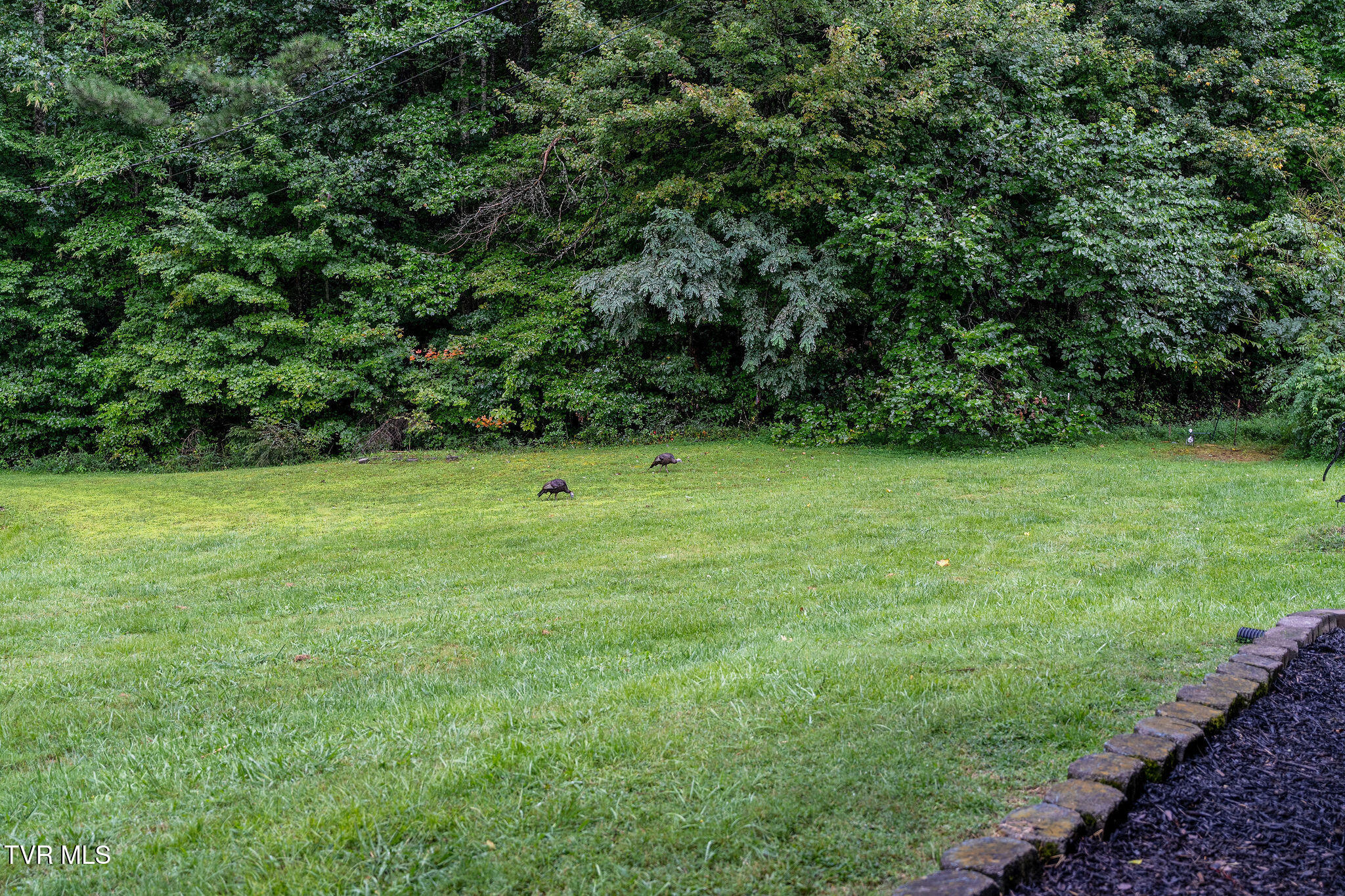 2335 Wattenbarger Gap Road Greeneville, TN 37745 - Photo 103 of 103 DSC07988