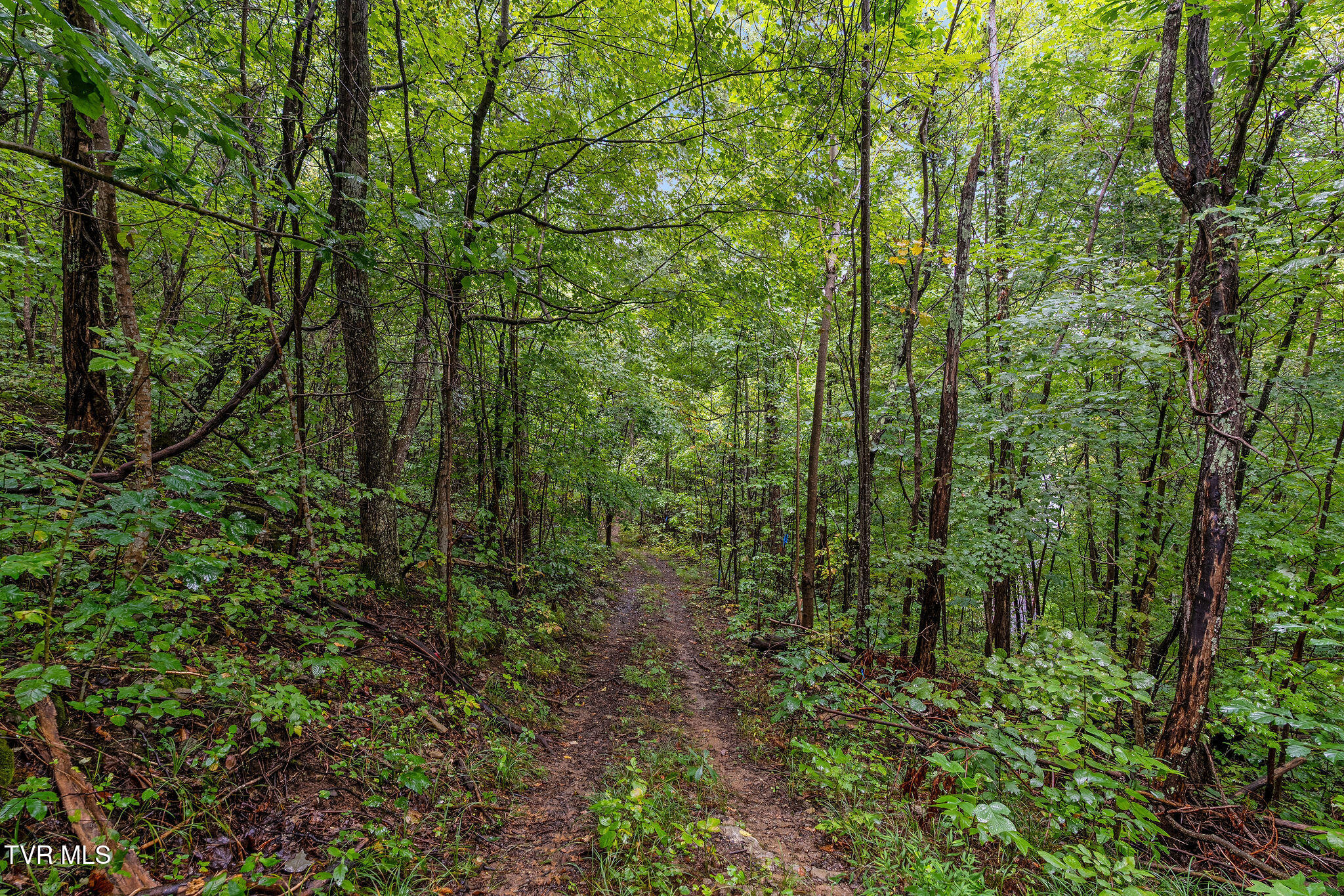 2335 Wattenbarger Gap Road Greeneville, TN 37745 - Photo 76 of 103 DSC07995