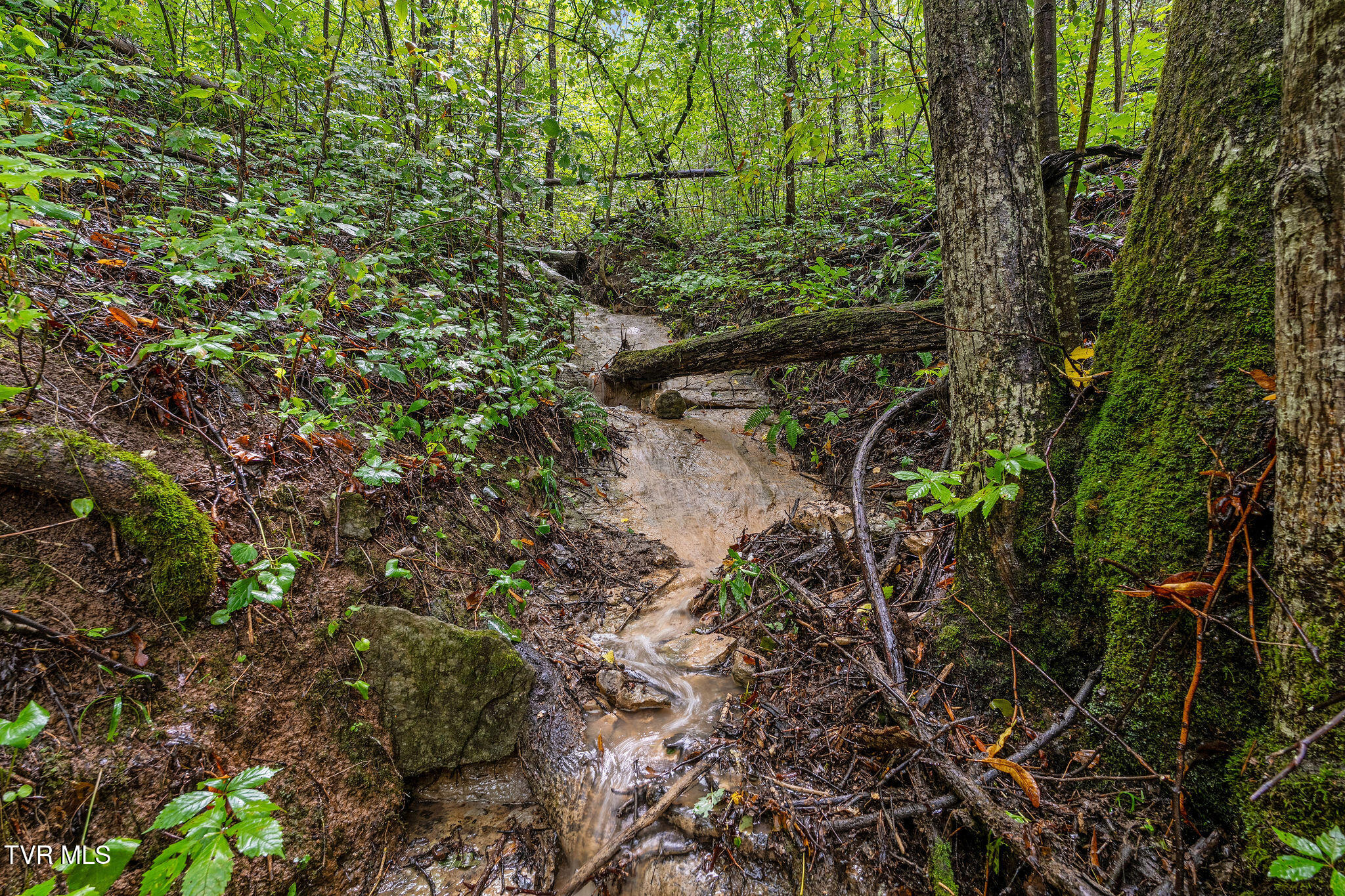 2335 Wattenbarger Gap Road Greeneville, TN 37745 - Photo 77 of 103 DSC07997