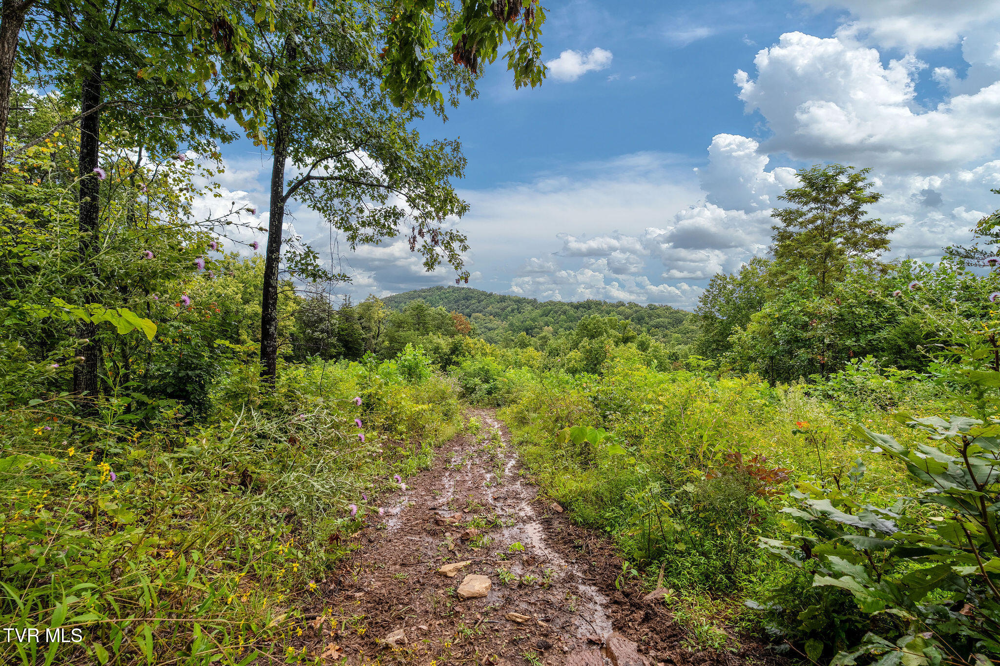 2335 Wattenbarger Gap Road Greeneville, TN 37745 - Photo 79 of 103 DSC08004