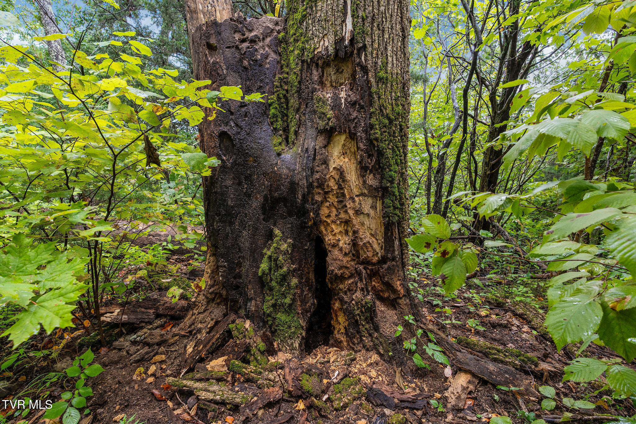 2335 Wattenbarger Gap Road Greeneville, TN 37745 - Photo 80 of 103 DSC08006