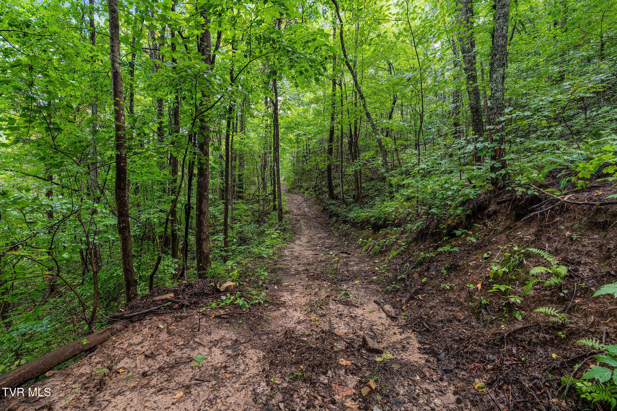 2335 Wattenbarger Gap Road Greeneville, TN 37745 - Photo 82 of 103 DSC08012