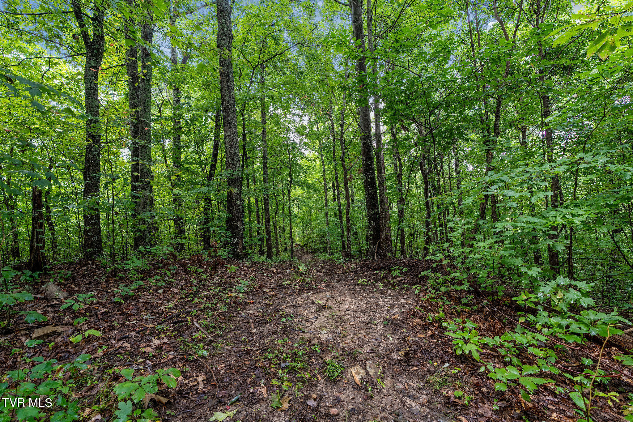 2335 Wattenbarger Gap Road Greeneville, TN 37745 - Photo 83 of 103 DSC08016