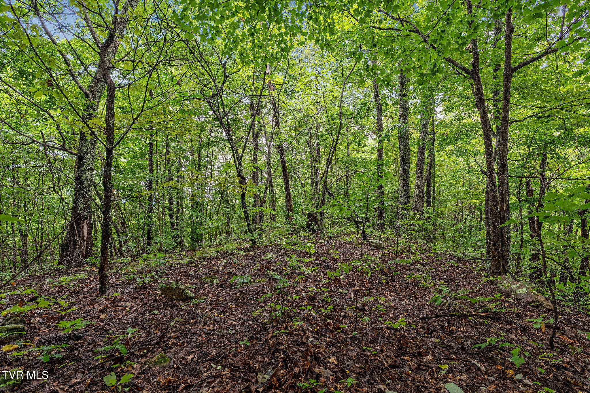 2335 Wattenbarger Gap Road Greeneville, TN 37745 - Photo 84 of 103 DSC08019