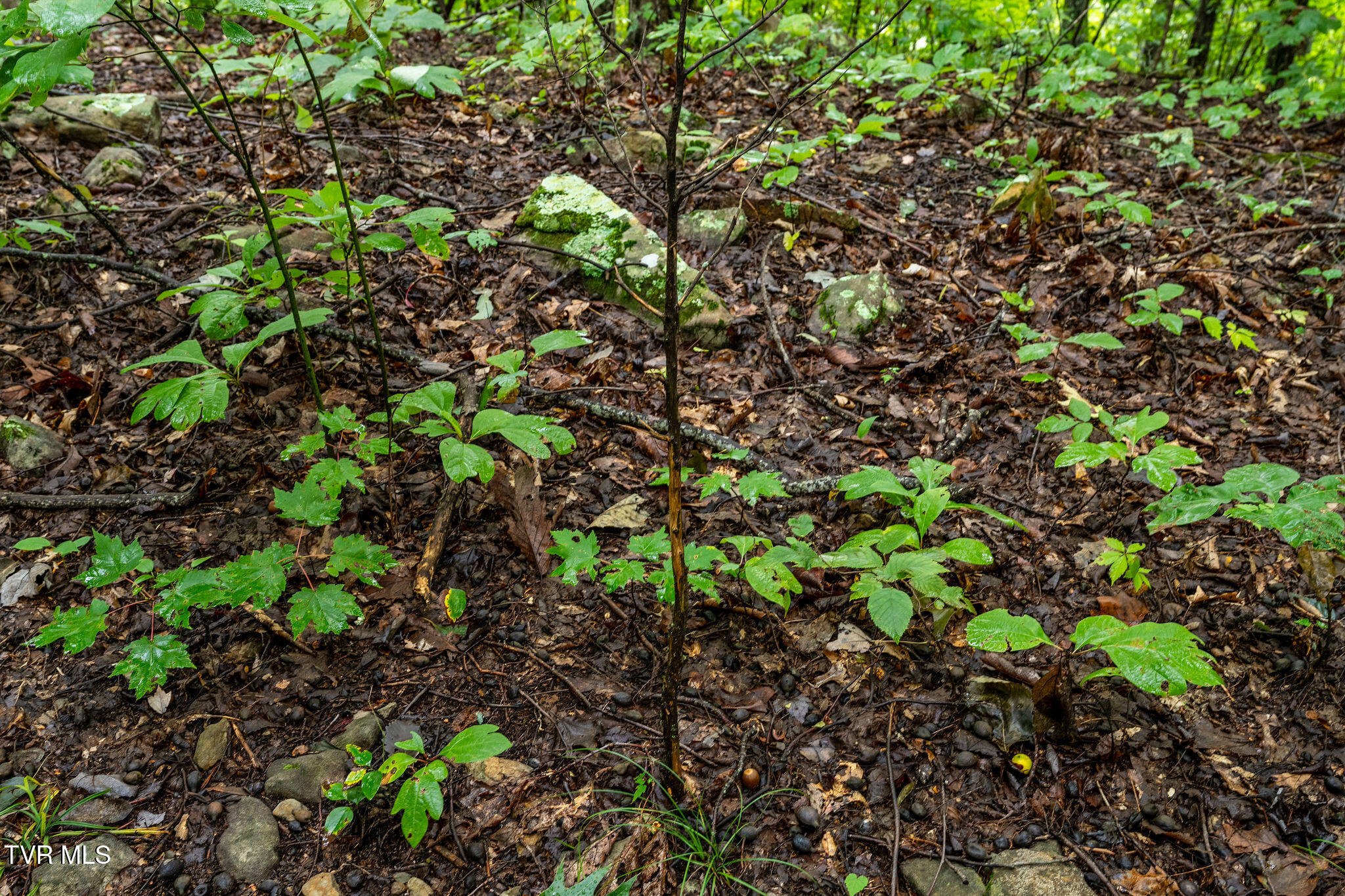 2335 Wattenbarger Gap Road Greeneville, TN 37745 - Photo 85 of 103 DSC08023