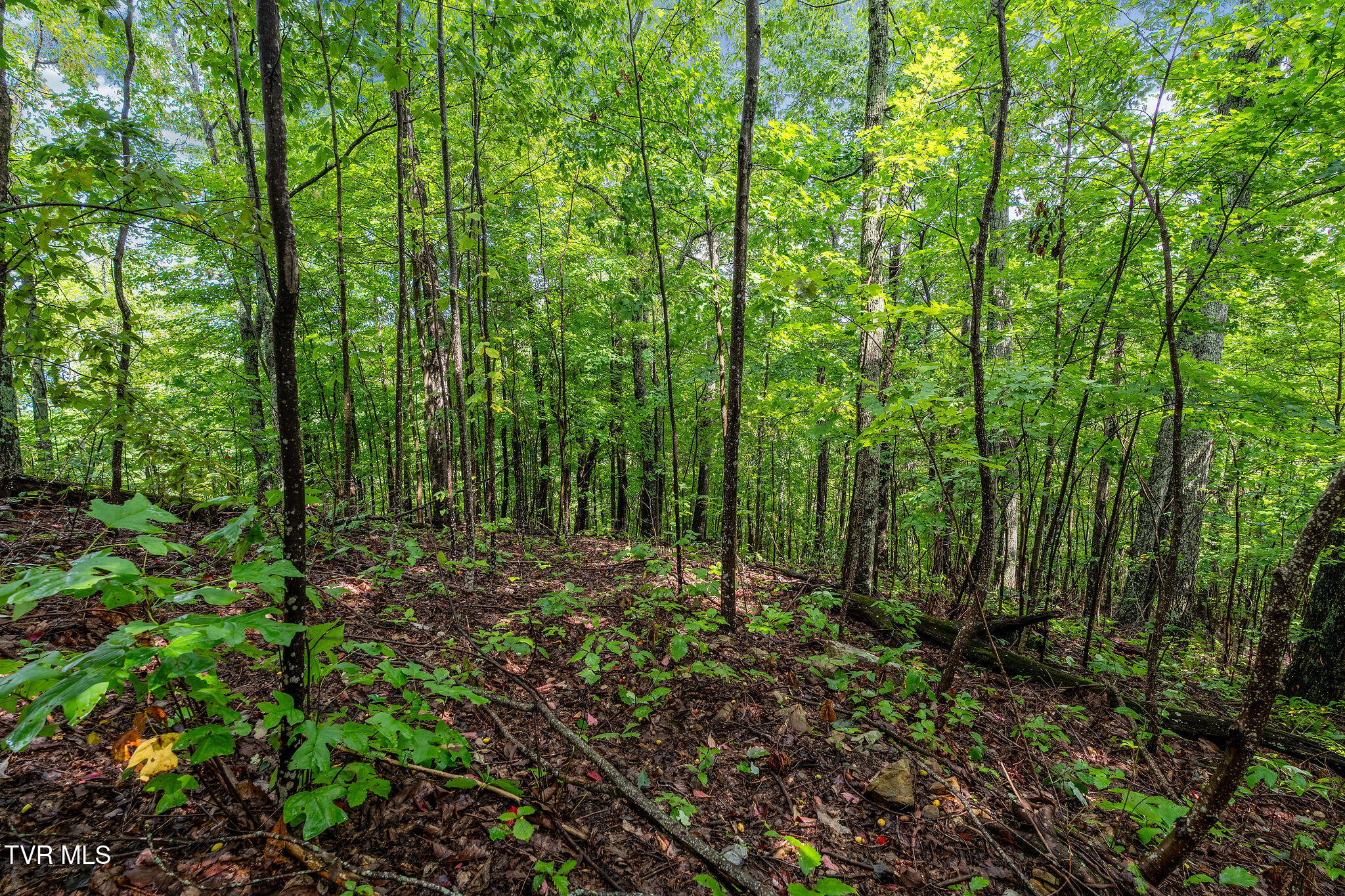 2335 Wattenbarger Gap Road Greeneville, TN 37745 - Photo 86 of 103 DSC08025