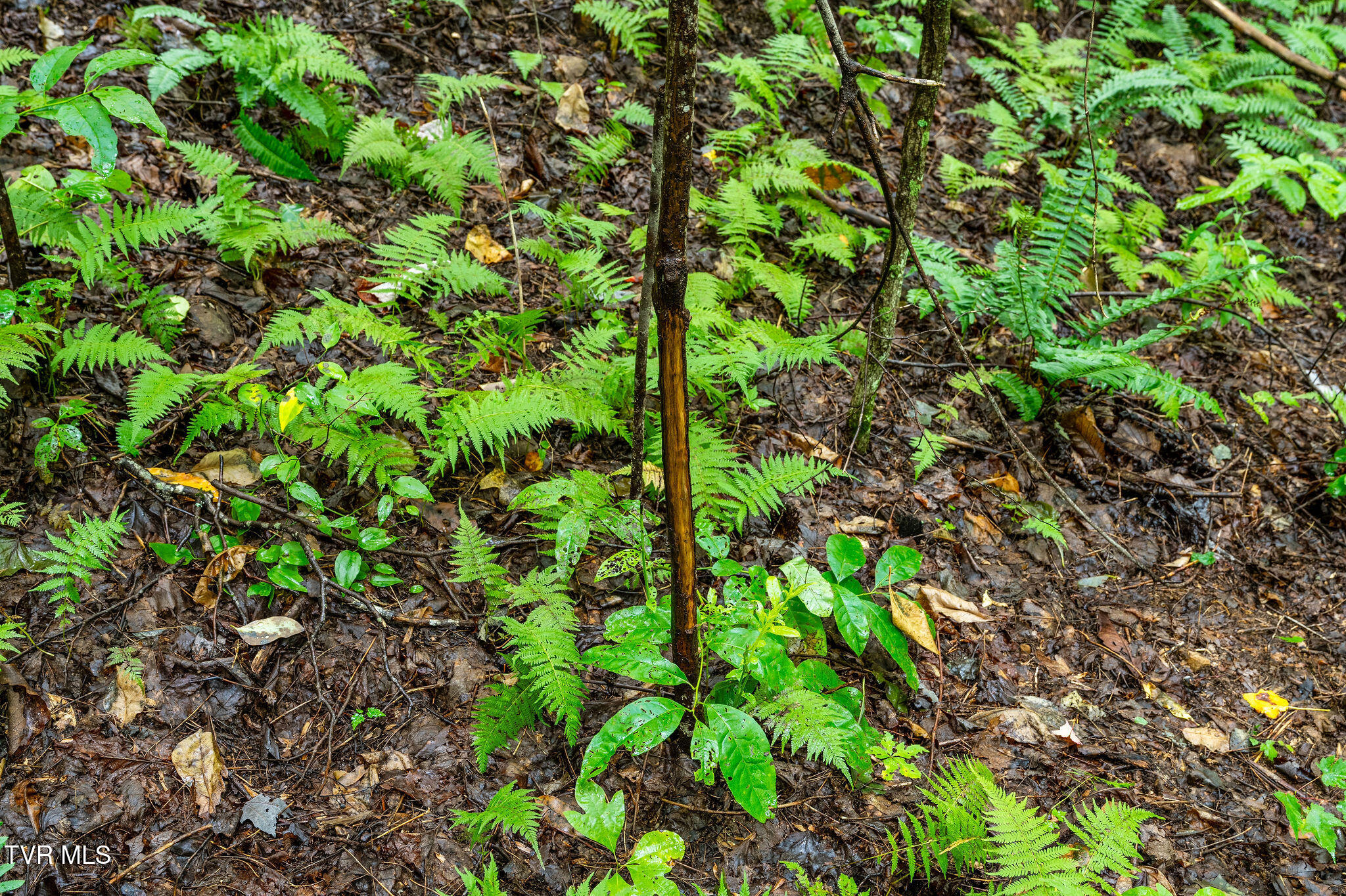 2335 Wattenbarger Gap Road Greeneville, TN 37745 - Photo 87 of 103 DSC08029