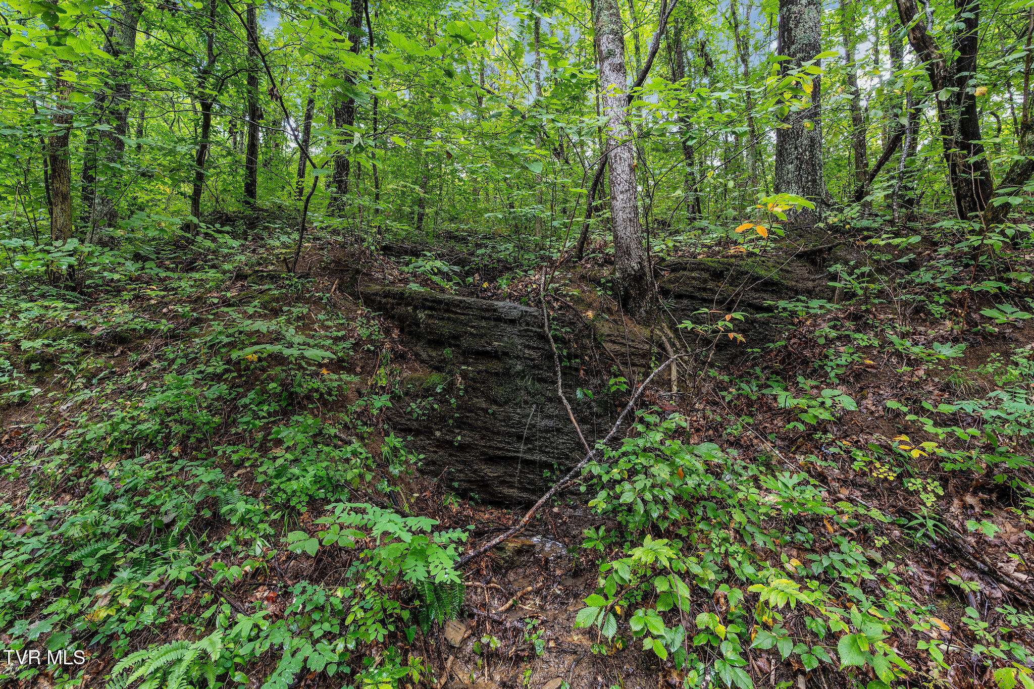 2335 Wattenbarger Gap Road Greeneville, TN 37745 - Photo 91 of 103 DSC08045