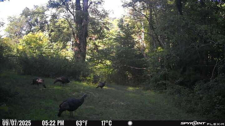 2335 Wattenbarger Gap Road Greeneville, TN 37745 - Photo 94 of 103 Turkey1