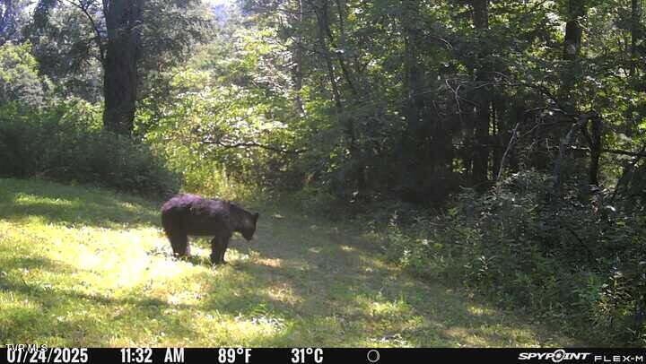2335 Wattenbarger Gap Road Greeneville, TN 37745 - Photo 97 of 103 Bdaylight25