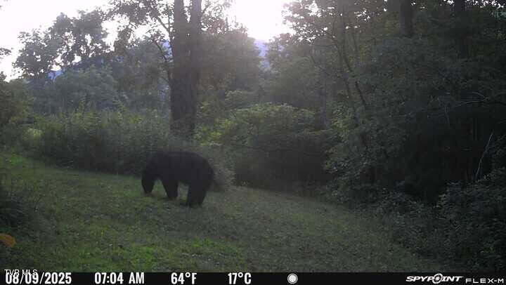 2335 Wattenbarger Gap Road Greeneville, TN 37745 - Photo 98 of 103 Bear2025