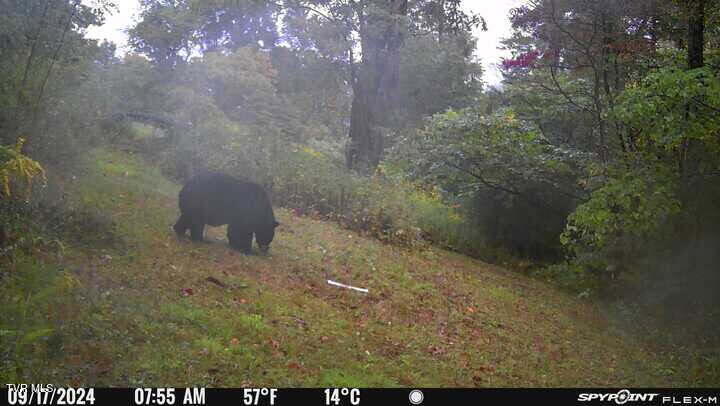 2335 Wattenbarger Gap Road Greeneville, TN 37745 - Photo 99 of 103 BIGBear