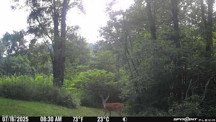 2335 Wattenbarger Gap Road Greeneville, TN 37745 - Photo 100 of 103 Buck2025