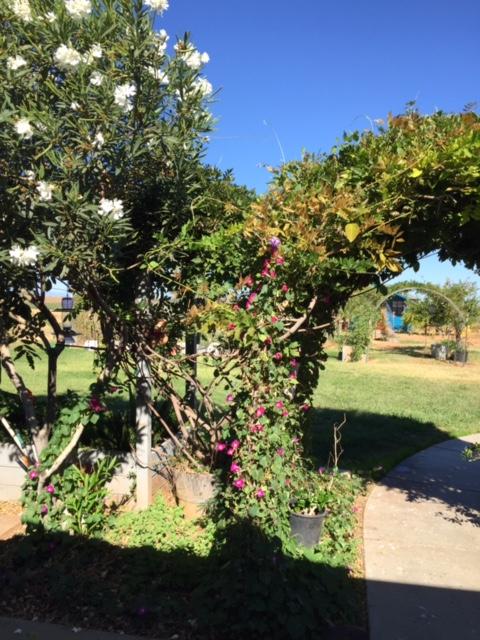 21215 Gyle Road Corning, CA 96021 - Photo 8 of 75 a view of a tree with a yard