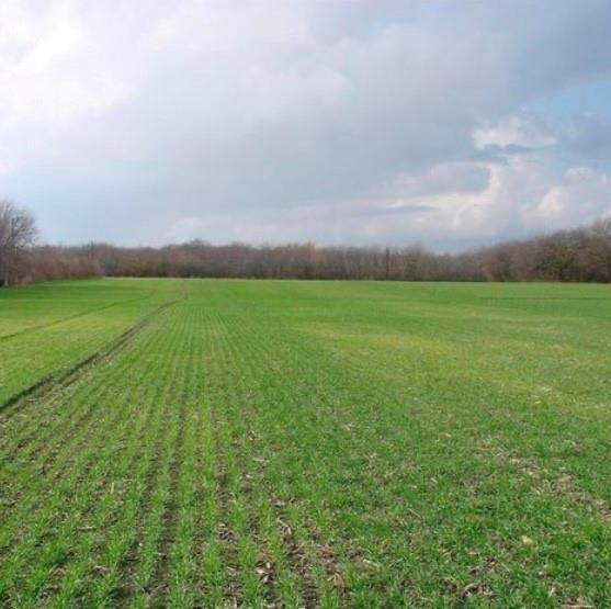 Tbd Boren Road Collinsville, TX 76233 - Photo 3 of 13